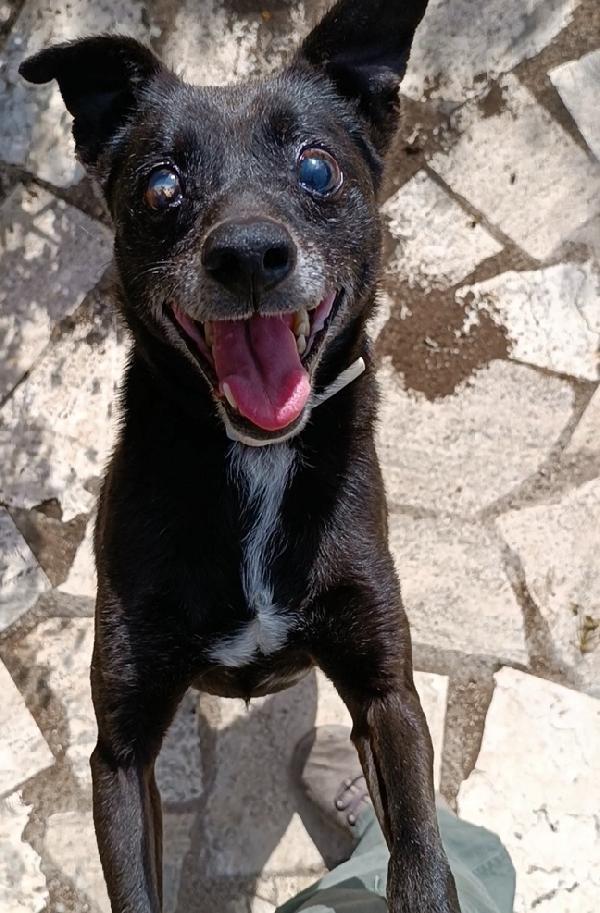 Bobby, super adozione del cuore Foto 3